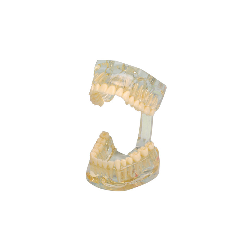 Model chrupu Transparent